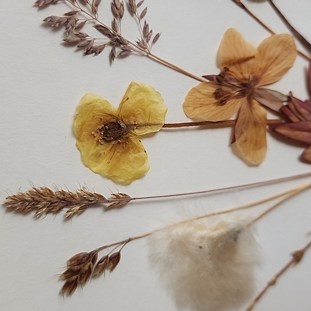 Vintage Pressed Dried Arctic Flowers Gold Framed Floral Art - Picture 2 of 11